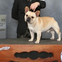 Bulldogs and French Bulldogs from Royal Empire Bulldogs
