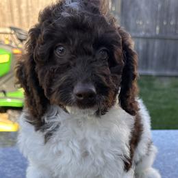 Bernedoodle puppies from Bernadoodles of long Island