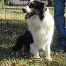 Nikon - Australian Shepherd