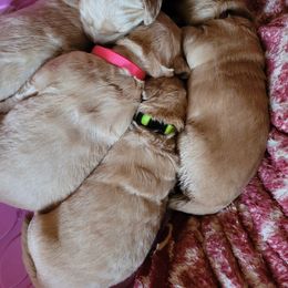 Golden Retriever Puppies from Golden Coast Kennels