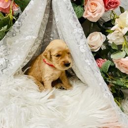 Goldendoodle Puppies from Daisy's Doodles Miami