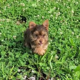 Yorkshire Terrier Puppies from Willow's Standards