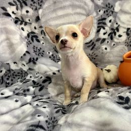Ridley - Fawn and white Chihuahua puppy in Sherwood, Arkansas from Bartelt Breeders