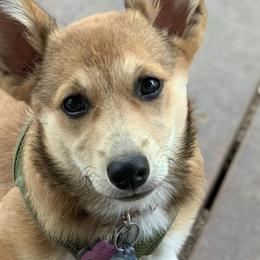 Pembroke Welsh Corgis from Jamie’s fancy corgis