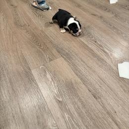 Bulldog Puppies from Bulldog's 4 Brothers