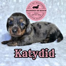 KATYDID - DAPPLE, BLUE EYE(S) - Dapple female Dachshund puppy in Columbia, Louisiana from Diamond 5R Ranch AKC & CKC Miniature Dachshunds