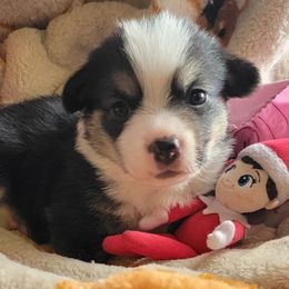 Pink Bandana girl - Black and tan female Pembroke Welsh Corgi puppy in Cherokee, Oklahoma from MCS Farms-OK