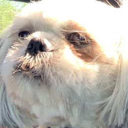 None - Shih Tzu