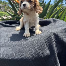 Cavalier King Charles Spaniel Puppies from Caveliers by Grace