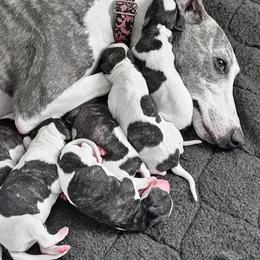 Akita and Whippet Puppies from Crossway Akitas & Whippets