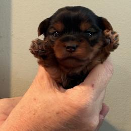 Lizzie's pink - Black and tan female Yorkshire Terrier puppy in Hardeeville, South Carolina from Pups of the Lowcountry