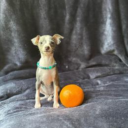 Princess - White and blue female Italian Greyhound puppy in Wilkes Barre, Pennsylvania from Laraz Pupz