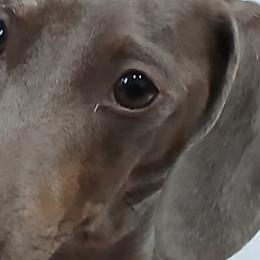 Dachshunds from Boopenstein Doxies