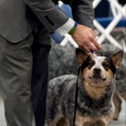 Raven - Australian Cattle Dog