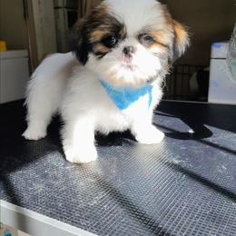 Domino - Tricolor male Shih Tzu puppy in Memphis, Tennessee from Thorntons Fur Crew