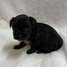 Small Black Male - Black male Miniature Schnauzer puppy in San Augustine, Texas from My Little Schnauzer Pals