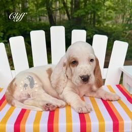 Cliff - Red and white male Basset Hound puppy in Dingess, West Virginia from Tuckers' Howling Hounds