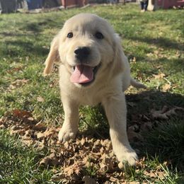Light blue - Light golden Golden Retriever puppy in Lebec, California from Socalretrievers