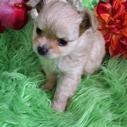 AKC Joshua - Fawn male Chihuahua puppy in Emory, Texas from Mel's Wags & Kisses