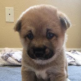 Shiba Inu Puppies from Priscilla Soares