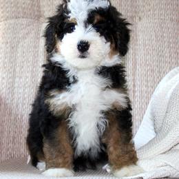Archie- READY NOW - Tri-color male Bernedoodle puppy in Apple Creek, Ohio from Cuddle Paws