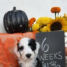 Lime - Black and white female Sheepadoodle puppy in Whittier, California from HOUSE OF DOODLES