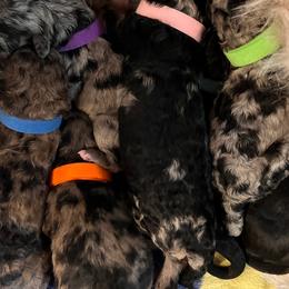 Aussiedoodles from Pawsitively Doodles
