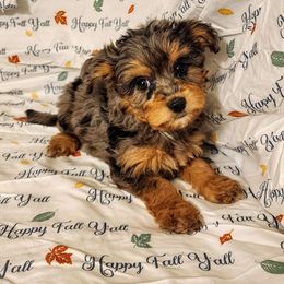 Katie - Aussiedoodle puppy from Sandy Hill Farm Aussies, LLC