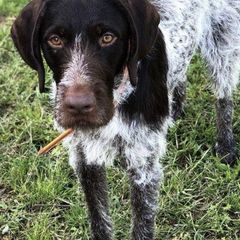 German Wirehaired Pointers from Achor's Acres