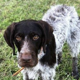 German Wirehaired Pointers from Achor's Acres