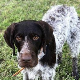German Wirehaired Pointers from Achor's Acres