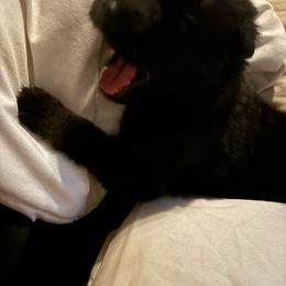 I call him Alex but it's up to you - Black and red male German Shepherd puppy in Sylvania, Ohio from Mitso Shepherds