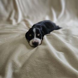 Orzo - Piebald male Dachshund puppy in Anaconda, Montana from Montana Country Dachshunds