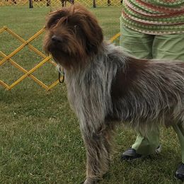 Tibetan Spaniels and Wirehaired Pointing Griffons from Timoria Kennels