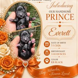 Everett - Black and tan male Yorkshire Terrier puppy in Patterson, California from Luxe Yorkies of Central Valley