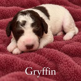 Gryffin - Parti female Poodle puppy in Washington, Pennsylvania from Patriotic Poodles