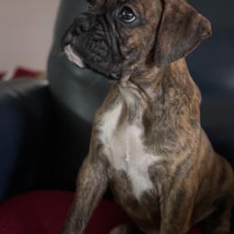 Titus - Brindle male Boxer puppy in Baldwin, Maryland from TwinBrook Boxers