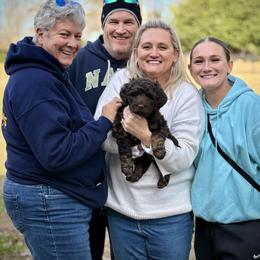 Lucky Country Beau Wiley - Tri-color male Australian Labradoodle puppy in Wake Forest, North Carolina from Lucky Country Labradoodles