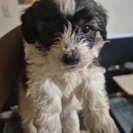 Patches - Merle male Shichon puppy in Pacolet, South Carolina from Kelli's Kennels