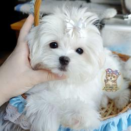 Korean Teddybear Polar - White male Maltese puppy in Barren Springs, Virginia from Seeking Shalom Acres Maltese, Maltipoos & Havamalts