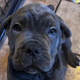Cane Corso Puppies from Lower Arkansas Cane Corso
