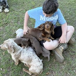 Dachshund Puppies from Vera Ruth Farms