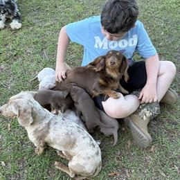 Dachshund Puppies from Vera Ruth Farms