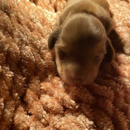 Dachshund Puppies from Miniature Alphas Dachshunds