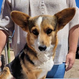 Rowdy - Pembroke Welsh Corgi