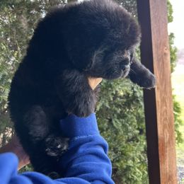 Female 1 - Black female Newfoundland puppy in New York from Johnson Farms