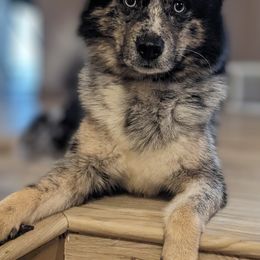 Pomsky Puppies from Wolfpack Pomskies