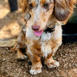 Hershey - Dachshund