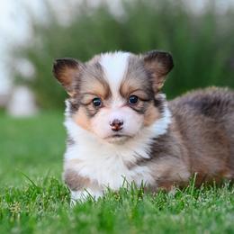 Pretzel - Red female Pembroke Welsh Corgi puppy in Mona, Utah from Sorensen Corgis
