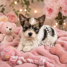Anastasia - Black and gold female Yorkshire Terrier puppy in Centre, Alabama from Sassy Yorkie , miniature schnauzer , Maltese Love of Alabama
